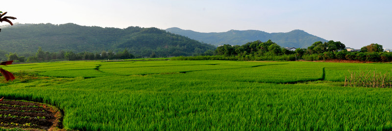 綠色原野