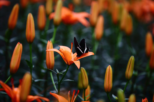 百合花