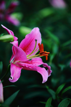 百合花