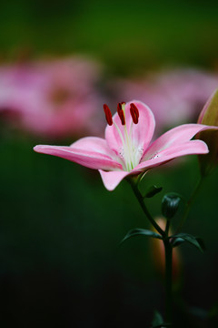 百合花