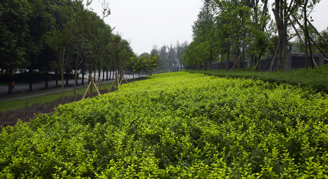小區(qū)綠化景觀