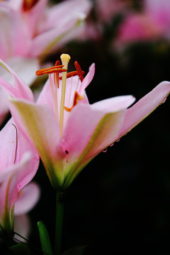 百合花