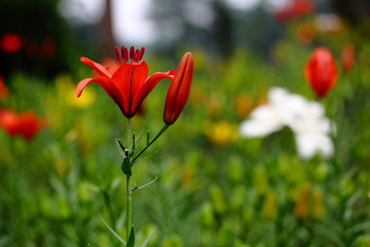 百合花