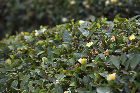紹興東湖茶山 茶場 茶葉 種植