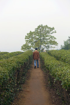 紹興東湖茶山 茶場 茶葉 種植