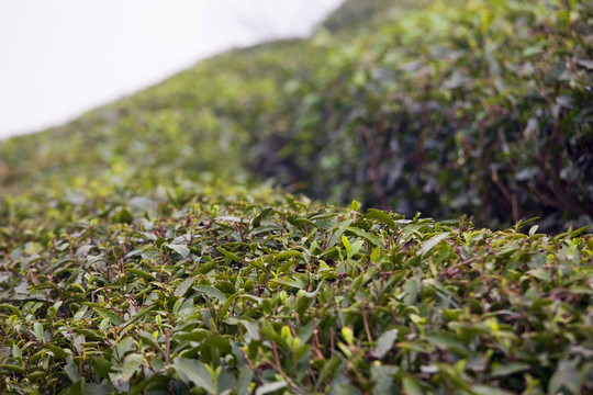 紹興東湖茶山 茶場 茶葉 種植