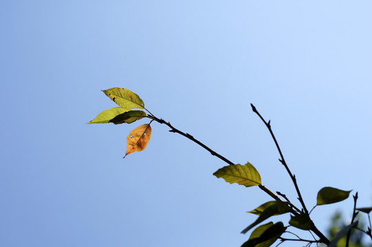 樹(shù)葉