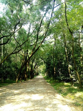 華南農(nóng)業(yè)大學(xué)樹木園