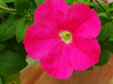 花 野花 山花