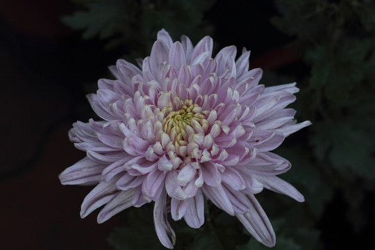菊花