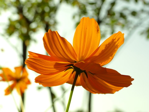 野花 山花 黃色花