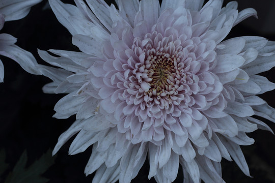 菊花