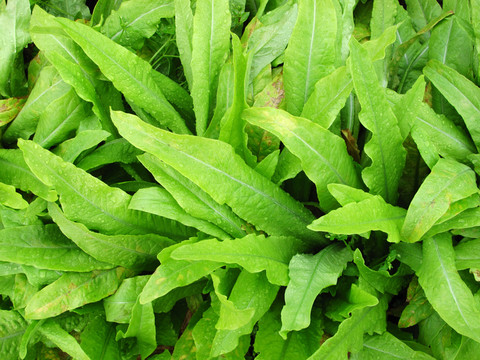 油麥菜