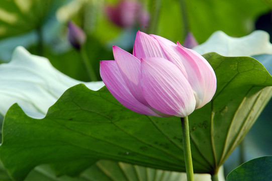 荷花