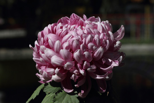 菊花