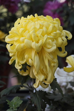 菊花