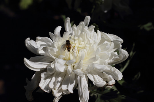 菊花