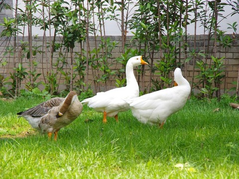 一群鵝