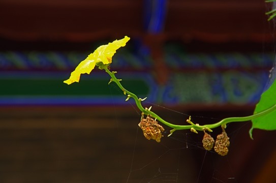 絲瓜花
