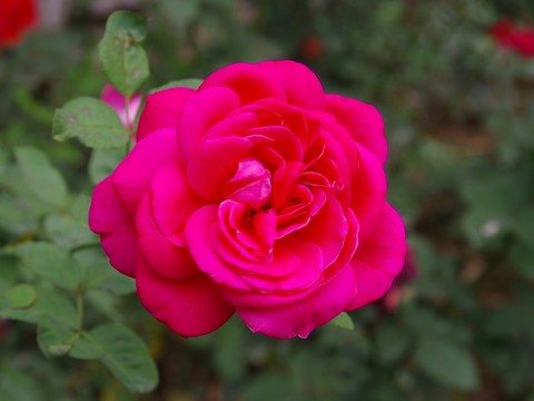 月季花