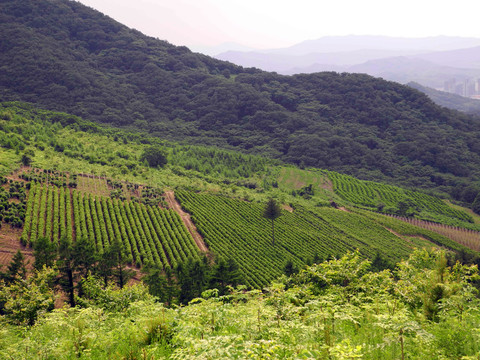 山中農(nóng)場
