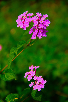 小花
