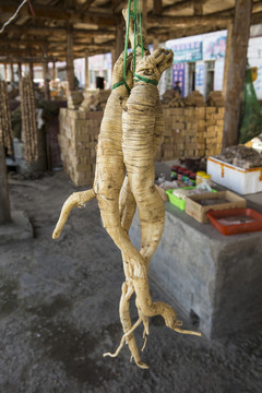 野生 黨參