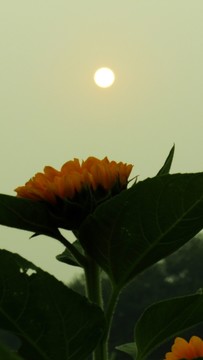 向日葵 太陽(yáng)