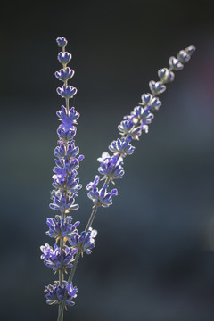 薰衣草