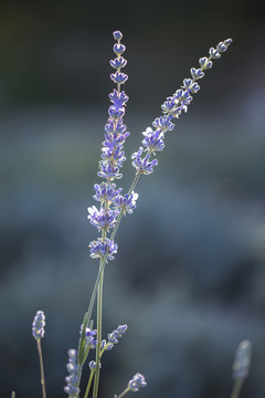 薰衣草