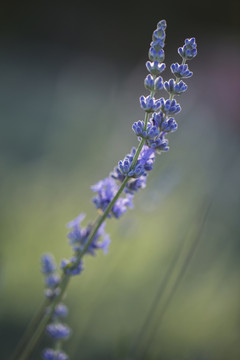 薰衣草