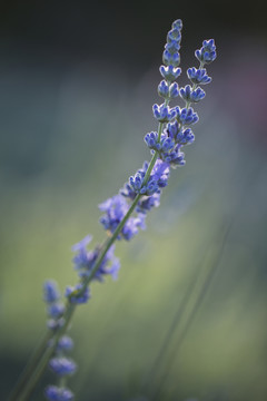 薰衣草