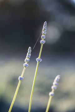 薰衣草