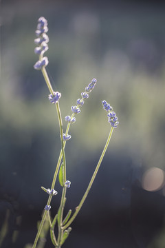 薰衣草