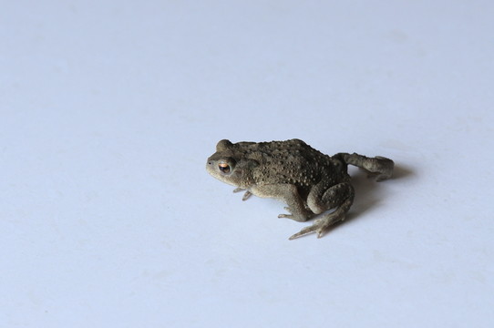 蛙