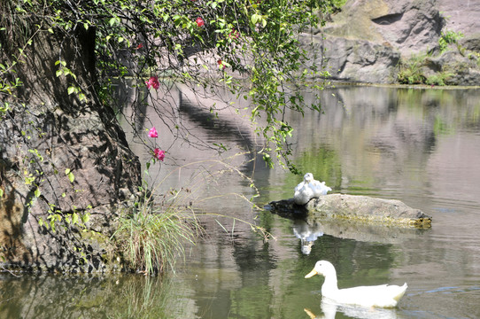 蓮花山 湖光山色
