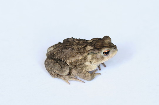 蛙