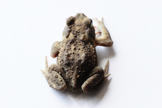 蛙