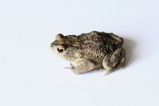 蛙