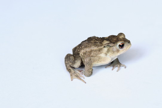 蛙