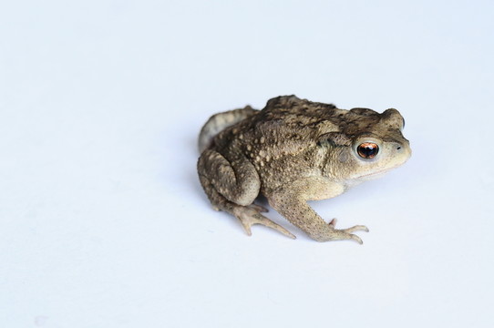 蛙