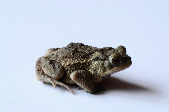 蛙