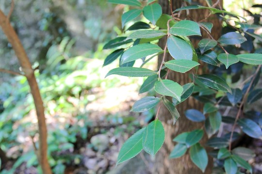 雁蕩山