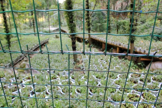 雁蕩山