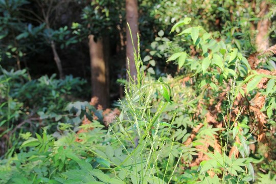 雁蕩山