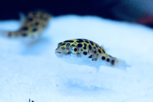 憨態(tài)可掬的小魚(yú)