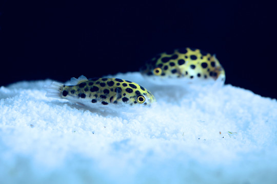 潛水艇魚