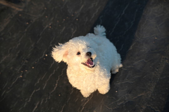狗