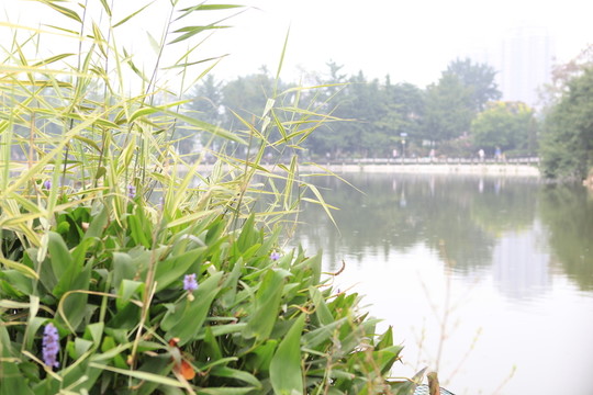濕地公園
