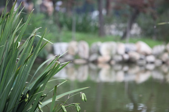 草